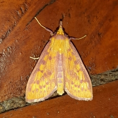 Polygrammodes sanguiguttalis