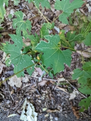 Vitis aestivalis