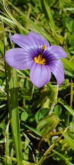 Sisyrinchium scabrum