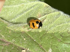 Coccinella monticola