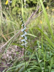 Spiranthes lacera gracilis