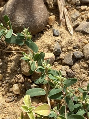 Euphorbia glyptosperma