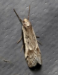 Philobota stella