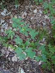 Vitis aestivalis