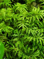 Hylocomium splendens