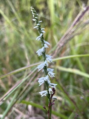 Spiranthes lacera gracilis