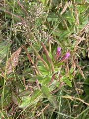 Epilobium ciliatum