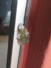 Syntypistis viridimaculata