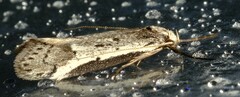 Philobota stella