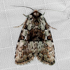 Leuconycta lepidula