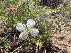 Oenothera pallida