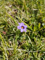 Sisyrinchium scabrum