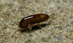 Arcitalitrus sylvaticus