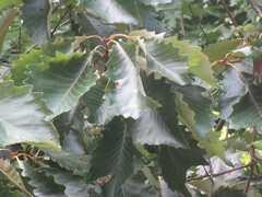 Quercus michauxii