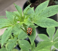Murgantia histrionica