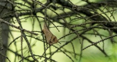 Prochoerodes lineola