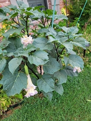 Datura