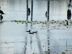 Lophodytes cucullatus