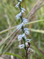 Spiranthes lacera gracilis
