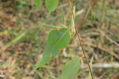 Eucalyptus microcorys