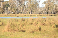 Ephippiorhynchus asiaticus