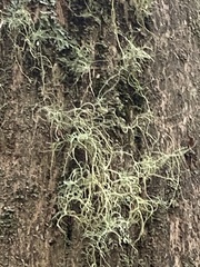 Usnea hirta