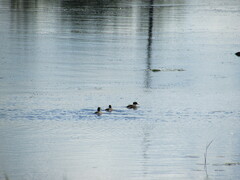 Lophodytes cucullatus