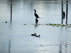Lophodytes cucullatus