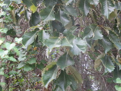 Quercus michauxii