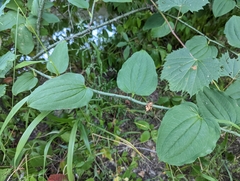 Smilax tamnoides