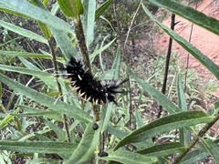 Phaegopterina