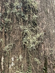 Usnea hirta
