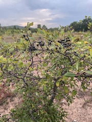 Rhamnus