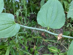 Smilax tamnoides