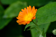 Calendula officinalis