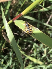 Helophilus fasciatus