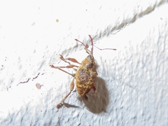 Curculio glandium