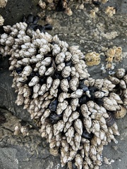 Pollicipes polymerus