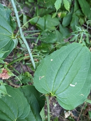 Smilax tamnoides