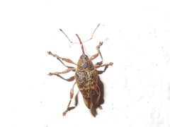 Curculio glandium