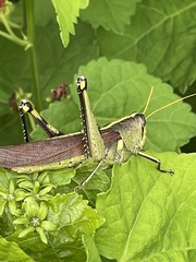 Schistocerca