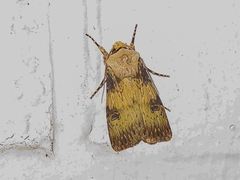 Agrotis puta