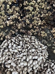 Pollicipes polymerus