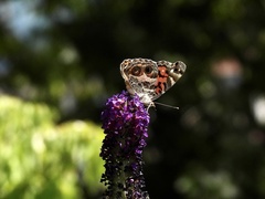 Vanessa virginiensis