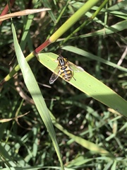 Helophilus fasciatus