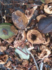 Sciurus carolinensis