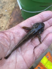 Cottus