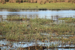 Irediparra gallinacea