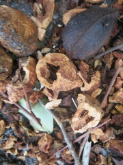 Sciurus carolinensis