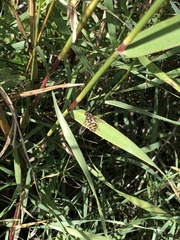 Helophilus fasciatus